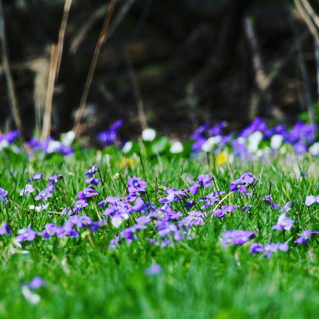 Wild me not's peaceful flower flowers nature relax 