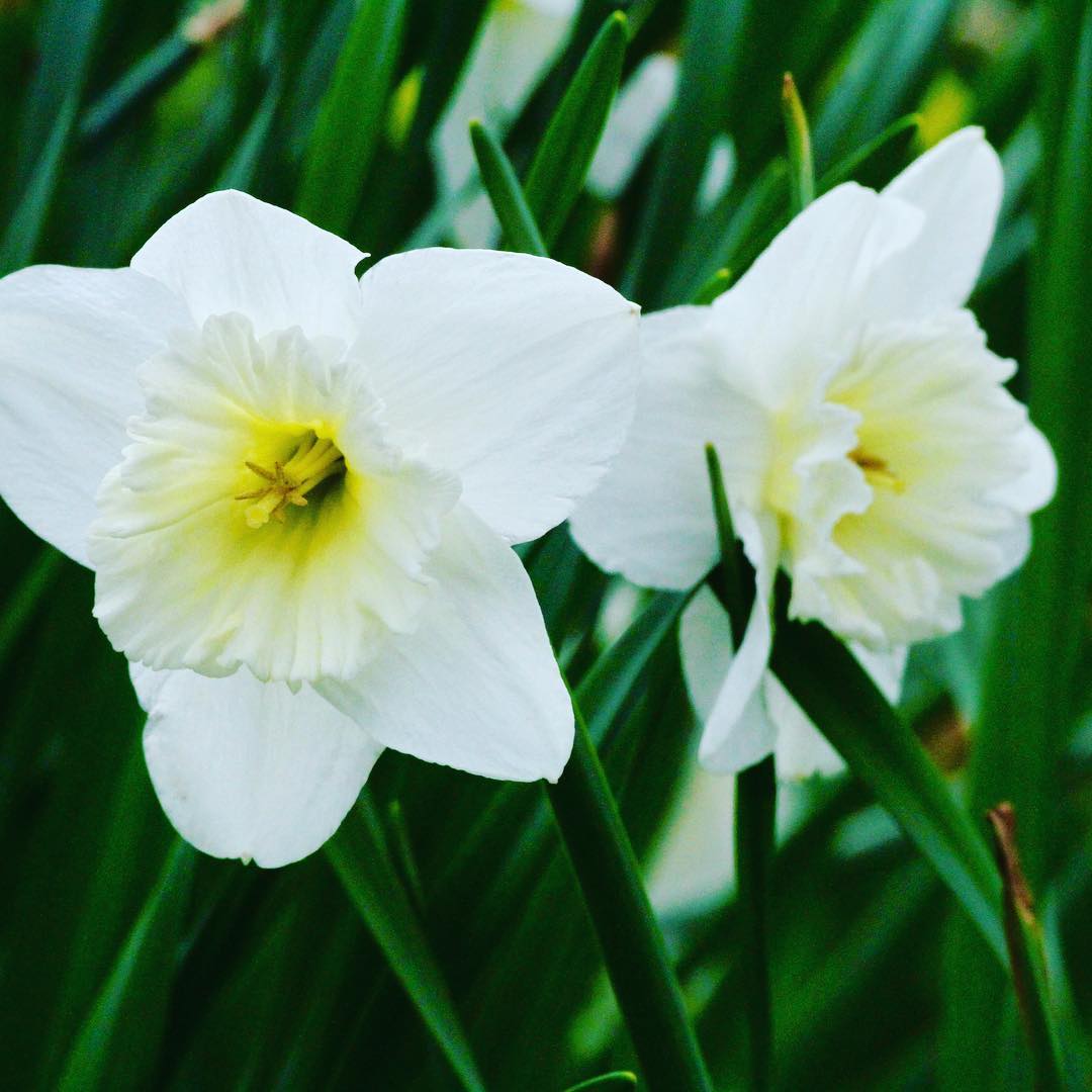 White daffodils #flowers #flower #midwest #spring #daffodils #nature # ...